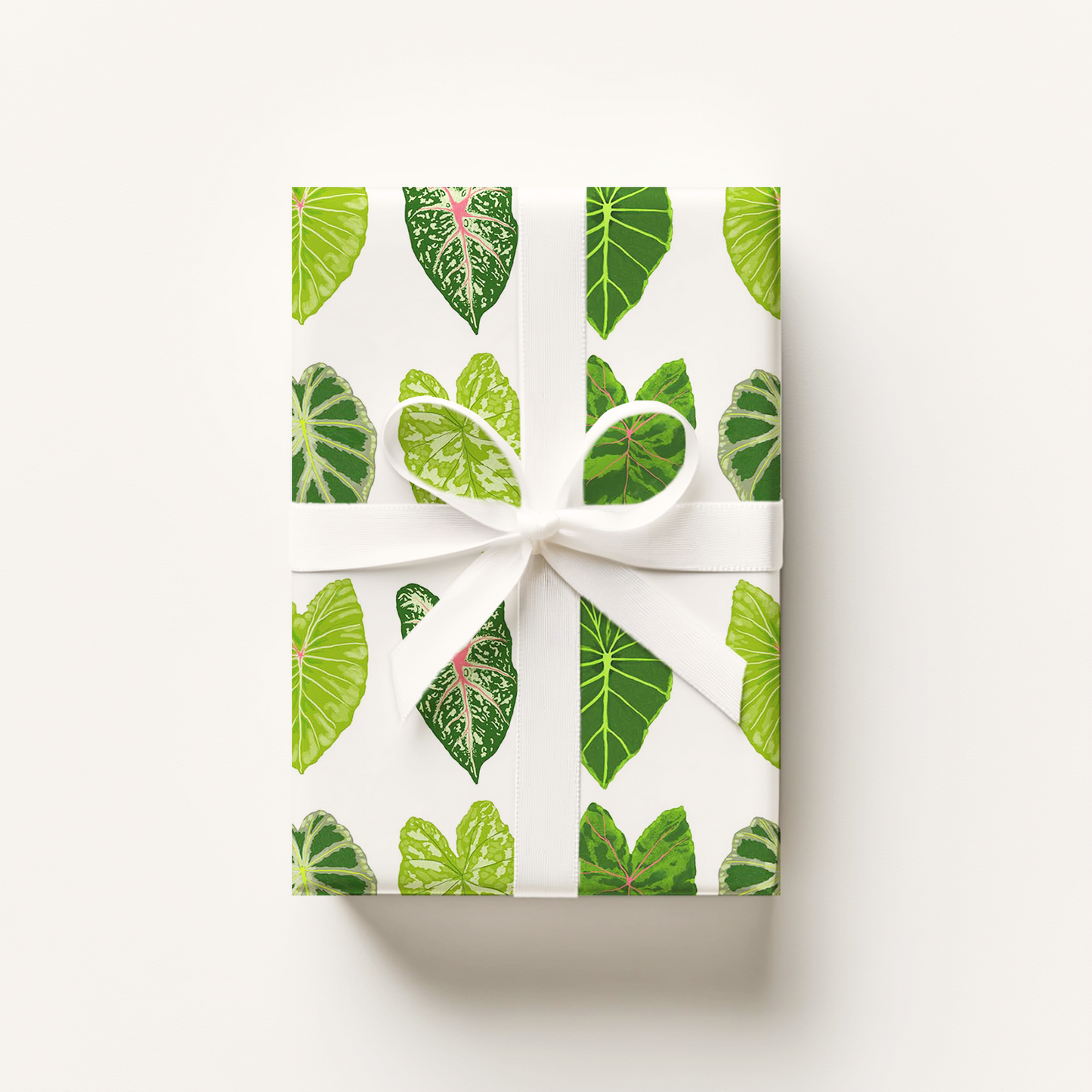 La Plante Canivore- Gift Wrap